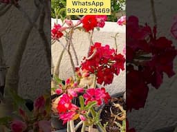 Best fertiliser for flower plants WhatsApp 93462 29469 rare colours grafted Adeniums #desertrose