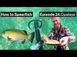 Spearfishing CA for Beginners: Episode 24, OPALEYE