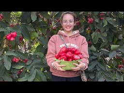 Harvest the sweet red lim fruit to sell at the market and bake potatoes to eat