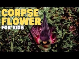 Corpse Flower for Kids | Learn all about one of the world's largest and smelliest plants