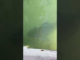 GIANT Goliath Grouper & Tarpon at the Dock!