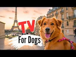 Dogs Exploring Beautiful and Iconic Spots in Paris - Your Dog Will LOVE This!