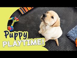 Bundles of Fun with Our Labrador Puppies | Guide Dogs Puppy Playtime