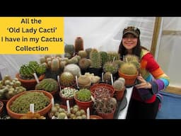 All the 'Old Lady Cacti' I have in my Cactus Collection | Cactus Collection #cactus #cacti