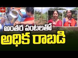 High Returns with Intercropping : అంతర పంటలతో అధిక రాబడి | Nelathalli | hmtv Agri