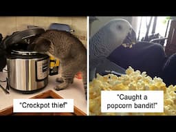 “Fluffy Food Thieves” The Best Photos Of Pets Trying To Steal Food Or Beverages