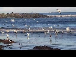 Wild Birds Flying Over Waves Crashing on Shores