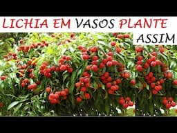 Plante LICHIA da forma mais fácil que existe!