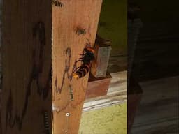 Mistaken Target: Giant Hornet Confuses Screw for Honeybee