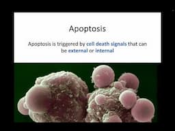 AH Biology 1.5d - Control of Programmed Cell Death (Apoptosis)