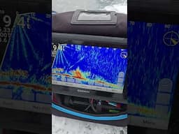 Large school of fish on the garmin !!! Icefishing #icefish #fishing #shorts #subscribe