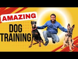 Dog Training Basics : How to train your Puppy Bark & Heel without leash