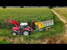 Maize Chopping Time