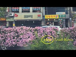 Exploring South Korea - Seoul, Songdo & Sejong (subvlog - turn on CC)