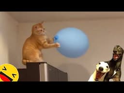 TRY NOT TO LAUGH Cat And Dog 🤣🤣 Best Funny Videos compilation - Fail Of Videos 😂 P66