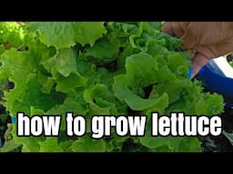 how to grow lettuce in cantainat on terrace