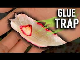 This Giant Slug is a Living Glue Trap! Red Triangle Slug