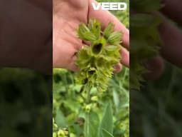 NEVER BUY Sage Seeds Again- Do THIS Instead!