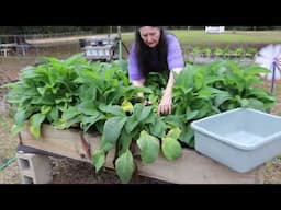 Harvesting Comfrey