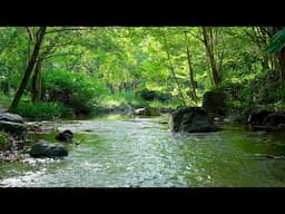 A Stream Gently Flows Through a Woodland. Trickling Water, White Noise. Gentle Stream Sounds 10 Hrs.