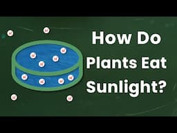 What turns sunlight into chemical energy?