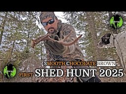 First Fresh Whitetail Deer Shed Antler Hunt 2025 4K...Natures Chocolate