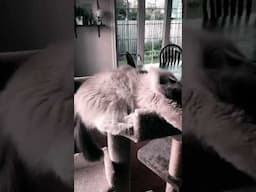 Super Chill Ragdoll Cat #shorts