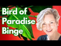 Bird of Paradise MARATHON: 103 Minutes of Plant Bliss 🍃 | (Compilation)