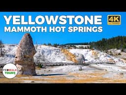 Mammoth Hot Springs: Yellowstone National Park | Walking Tour 4K60fps