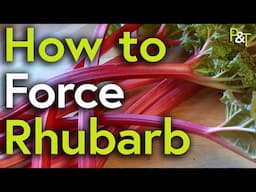 How to Force Rhubarb (Ready for Delicious Early Rhubarb Crumble!) - Pots & Trowels