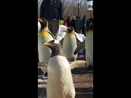 A Penguin SNOW DAY!!