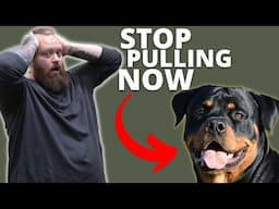 HOW TO STOP ROTTWEILER FROM PULLING