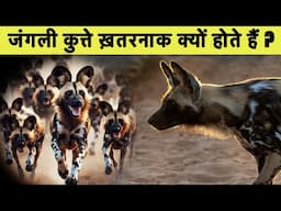 अफ्रीका के जंगली कुत्ते कैसे बनते हैं कामयाब शिकारी || Junglee Dogs 🐕