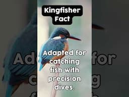 Kingfisher fact! - Beaks