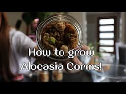 How I grow Alocasia's from a corm! Alocasia Frydek repot and corm hunting!