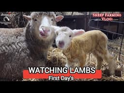 Lambs' First Days: Bonding, Care, and Family Groups