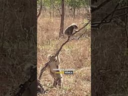 Baby Koala vs MUM - Ozzy Man Quickies