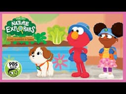 Sesame Street: Nature Explorers With Elmo, Gabrielle And Tango - ⭐PBS Kids Games⭐