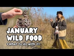 Foraging in January | Winter Wild Food + Storage Prep