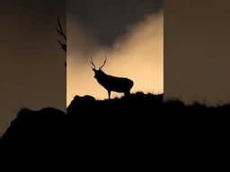 Deer in the Wicklow Mountains  #deer  #wildlifephotography #birdphotography