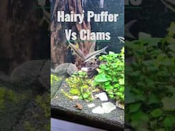 Hairy Puffer VS Clams!