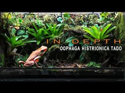 IN DEPTH Oophaga histrionica Tado