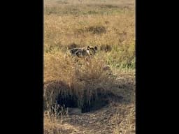 Baby Hyena at Den - 3 mo old