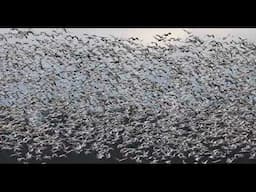 Mesmerizing Snow Geese Blast Off