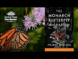 Are Monarch Butterflies Endangered?