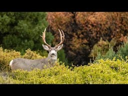 TRAIL CAM FOOTAGE WE CAN’T STOP WATCHING! 😲 **🔈 sound up!** Bull elk pushing another into a fence 😬