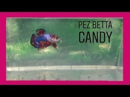 Nueva Linea Pez Betta Candy