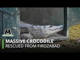 Crocodile enters human settlement in Firozabad, Uttar Pradesh, rescued by Wildlife SOS.