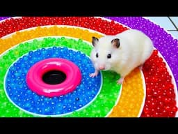 DIY Hamster Maze with Orbeez | Rainbow Pool