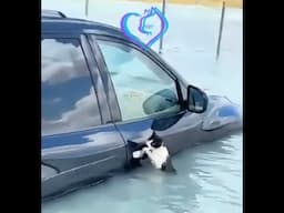 CAT Rescues to Brighten Up Your DAY #cat #funnycats #catrescue